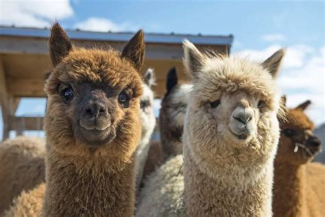 lamas dese|5 Different Types of Llamas (Information and Facts).